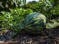 Growing Seedless Watermelons